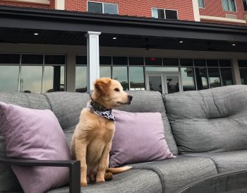 Paws Permitted at Rome Riverwalk Courtyard