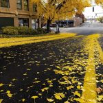 Ginkgo Leaves – Streets of Gold by Jason Blalock