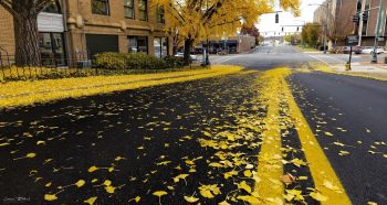 Ginkgo Leaves – Streets of Gold by Jason Blalock