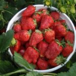 LCCL strawberry farm