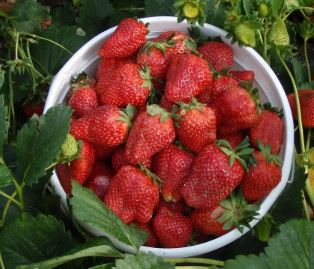 LCCL strawberry farm