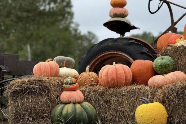 Rocky Hollow Angel Farm