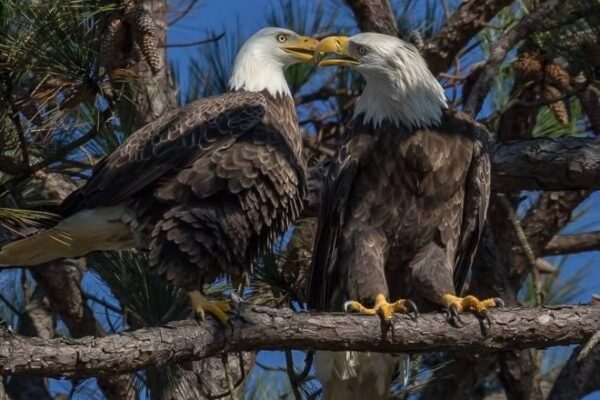 Berry-College-Eagles-660x440