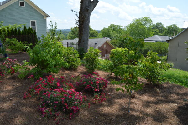 as time goes by garden