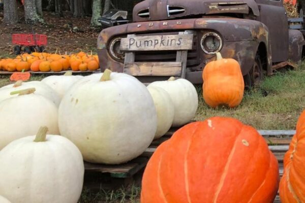 Rocky-Hollow-1-660x440