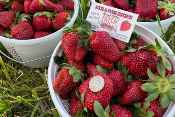 Rocky-Hollow-2-660x440