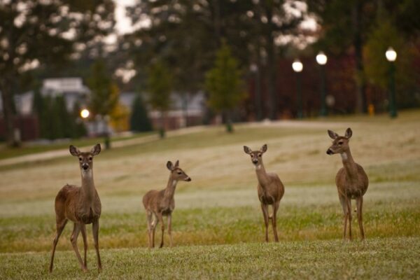 deer wildlife berry college