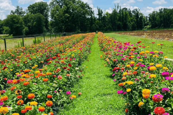 LCCL Strawberry Farm
