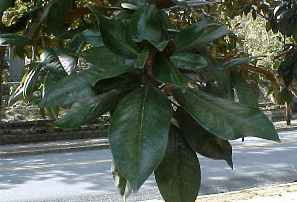 Memorial Magnolias