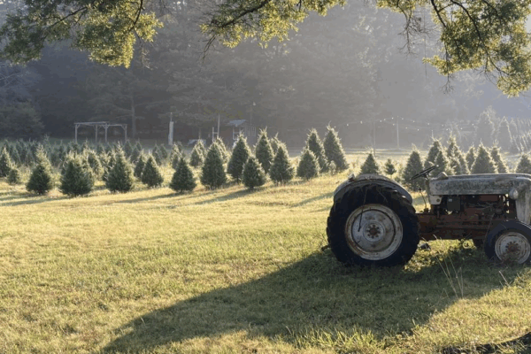 Silver Creek Christmas Tree Farm