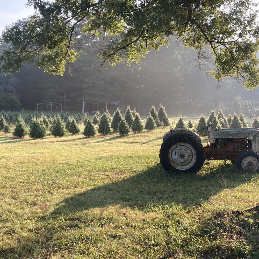 Silver Creek Christmas Tree Farm