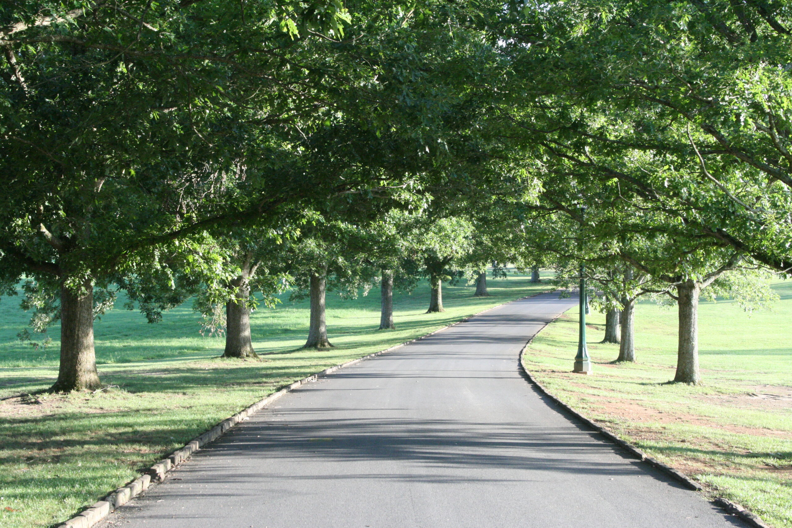 Berry College Road with trees