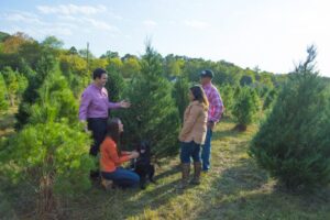 Tree-Farm-Silver-Creek