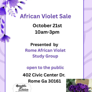 African Violet Sale