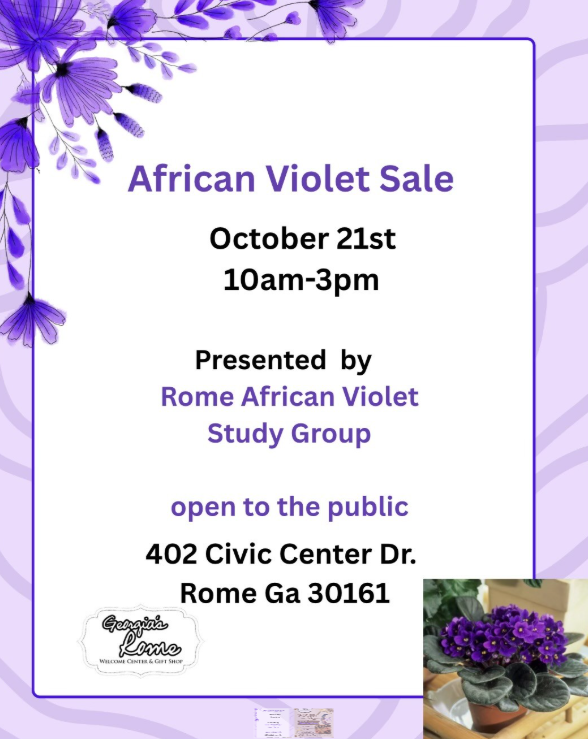 African Violet Sale