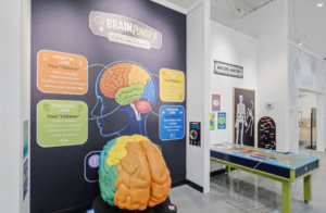 childrens exhibit brain
